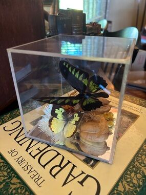 Vintage Preserved Butterfly Taxidermy Display with Dried Florals